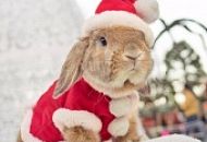 С наступающим Новым Годом!